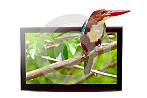 TV with 3D bird on display