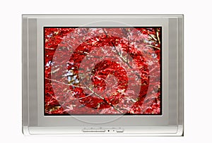 TV and Autumn Display