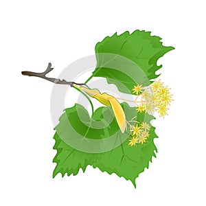 Tvig Tilia-Linden branch with leaves with Linden flowers vintage vector illustration editabe hand draw