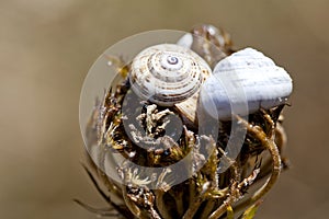 Tvo snail shells