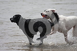 Tw dogs playing in water