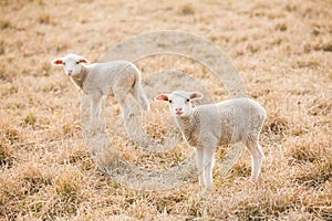 Tw white lambs looking into camera