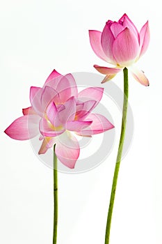 Twain pink water lily flower (lotus)