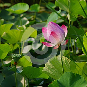 Twain pink water lily flower (lotus)