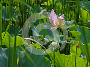 Twain pink water lily flower (lotus)