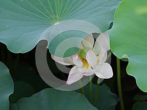 Twain pink water lily flower (lotus)