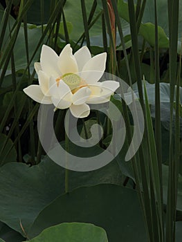 Twain pink water lily flower (lotus)