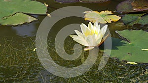 Twain pink water lily flower (lotus)