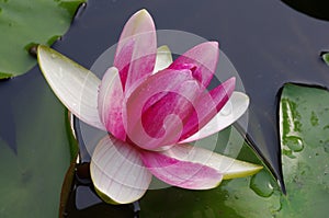 Twain pink water lily flower (lotus)