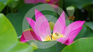 Twain pink water lily flower (lotus)