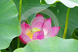 Twain pink water lily flower (lotus)