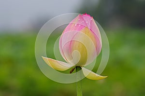 Twain pink water lily flower (lotus)