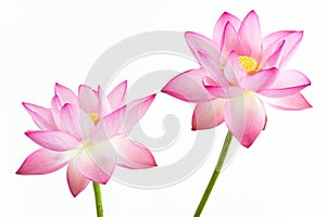 Twain pink water lily flower (lotus) and white bac photo