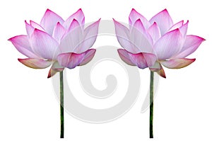 Twain pink water lily flower (lotus) and white background.