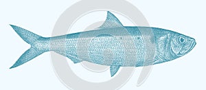 Twaite shad alosa fallax