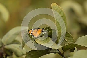 Twany coster butterfly sitting on a leaf at Henry Island, West Bengal, India