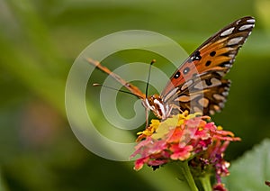 Twany emperor butterfly