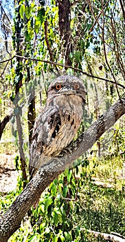 Twany frogmouth