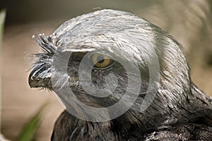 A twany frogmouth