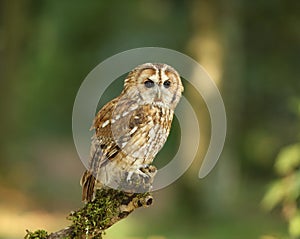 Twany Owl