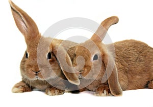 Twee rabbits