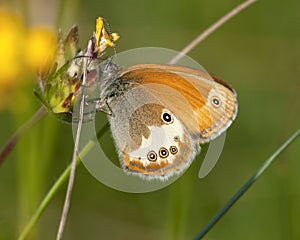 Tweekleurig hooibeestje, Pearly Heath, Coenonympha arcania