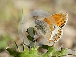 Tweekleurig hooibeestje, Pearly Heath, Coenonympha arcania