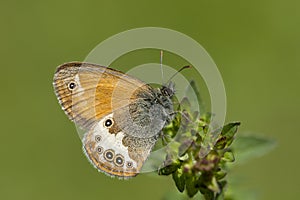 Tweekleurig hooibeestje, Pearly Heath, Coenonympha arcania