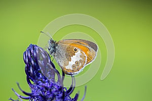 Tweekleurig hooibeestje, Pearly Heath, Coenonympha arcania