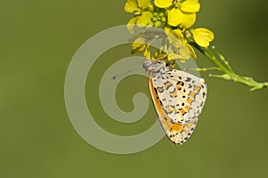 Tweekleurige parelmoervlinder, Spotted Fritillary