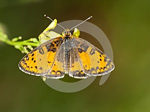 Tweekleurige parelmoervlinder, Spotted Fritillary