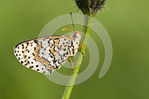 Tweekleurige parelmoervlinder, Spotted Fritillary