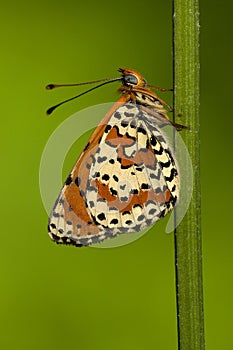 Tweekleurige parelmoervlinder, Spotted Fritillary