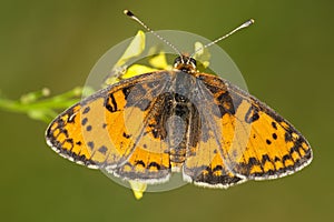 Tweekleurige parelmoervlinder, Spotted Fritillary