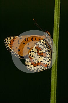 Tweekleurige parelmoervlinder, Spotted Fritillary