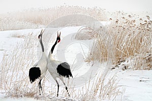 Tweet of the red-crowned crane in the snow photo