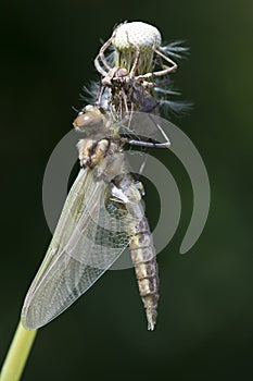 Tweevlek, Two-spotted Dragonfly, Epitheca bimaculata