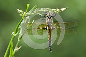 Tweevlek, Two-spotted Dragonfly, Epitheca bimaculata