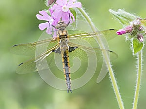 Tweevlek, Two-spotted Dragonfly, Epitheca bimaculata