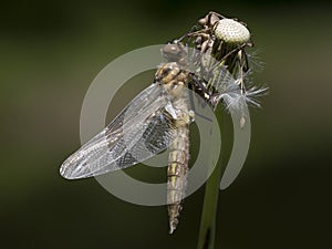 Tweevlek, Two-spotted Dragonfly, Epitheca bimaculata