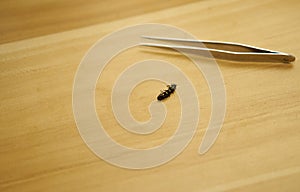 Tweezers and cocoon worm butterfly on wooden table high angle view with copy space photo