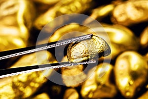 tweezers holding shiny gold nugget, concept of jewelry and ore and goldsmith work , macro photography