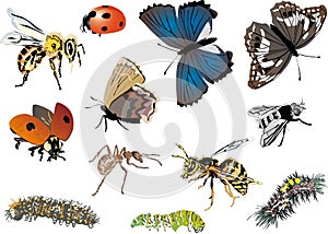 Twelve color insects collection