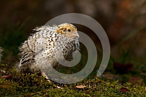 Twelve days old quail, Coturnix japonica..... photographed in nature.