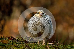 Twelve days old quail, Coturnix japonica..... photographed in nature.