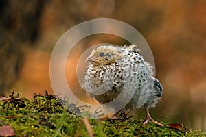 Twelve days old quail, Coturnix japonica..... photographed in nature.