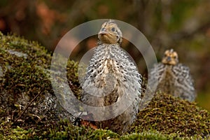 Twelve days old quail, Coturnix japonica..... photographed in nature.