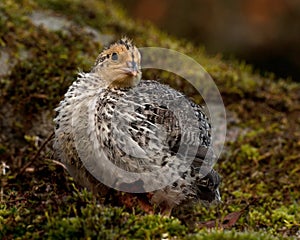 Twelve days old quail, Coturnix japonica..... photographed in nature.
