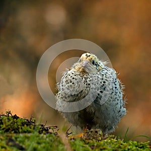 Twelve days old quail, Coturnix japonica..... photographed in nature.