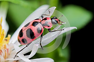 Twelve Spotted Lady Beetle on White Aster